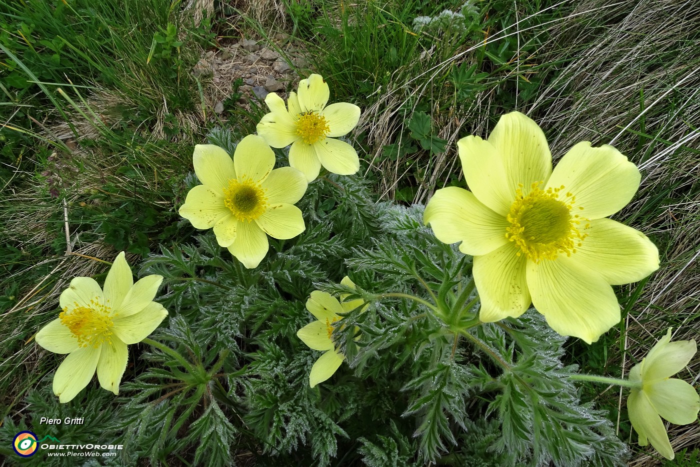 15 Pulsatilla alpina (sulfurea).JPG
